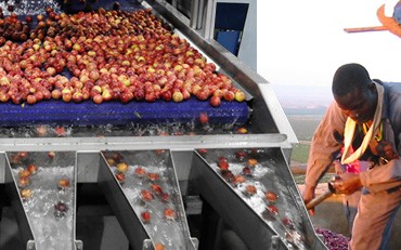 PROCESSING OF COFFEE
